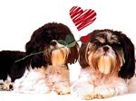 Sfondi di San Valentino
